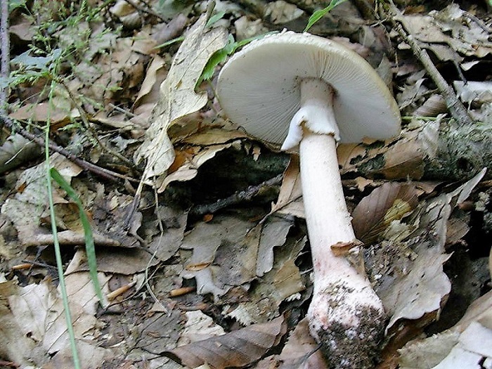 697 Giugno vecchio ritrovamento